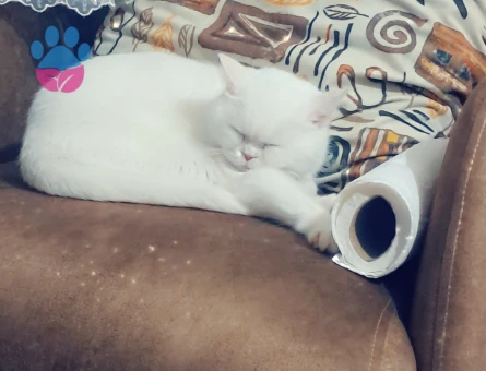 Müezza ya eş arıyoruz