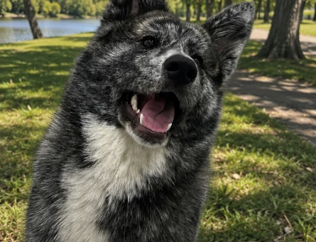 SCR li Japon Akita Arıyorum - 118983981