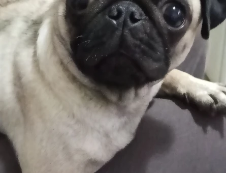 1 Yaşında Pug Eş Arıyor - 118983984