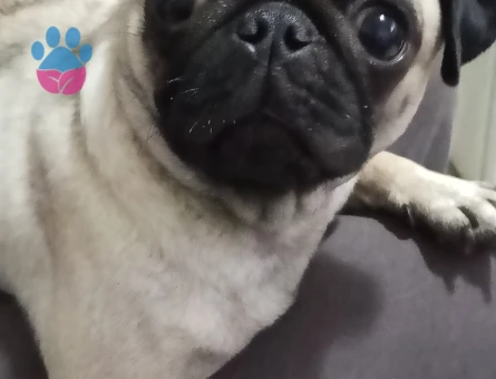 1 Yaşında Pug Eş Arıyor