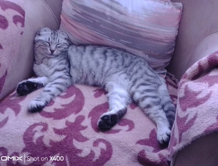 Scottish Fold 1 Yaşında Eş Arıyor - 118969949