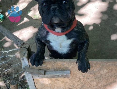 İstanbul French Bulldog Çiftleştirme