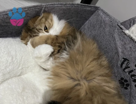 Scottish Fold Dişi Kedime Eş Arıyorum