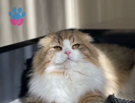 Scottish Fold Dişi Kedime Eş Arıyorum