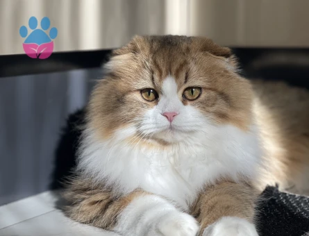 Scottish Fold Dişi Kedime Eş Arıyorum