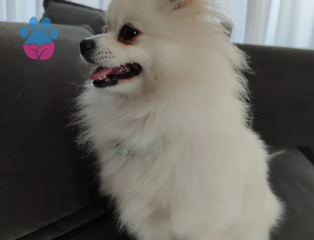 Poomerian kızıma eş arıyorum