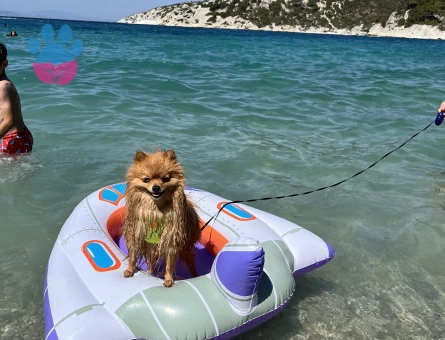 Oglumuza pomerian disi es ariyoruz