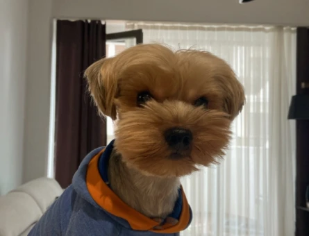 Yorkshire terrier 5 yaşında erkek dişi arıyoruz - 118969964