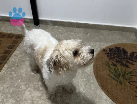 Maya kızıma eş arıyorum