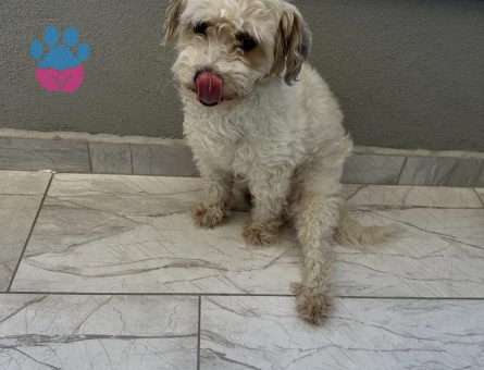 Maya kızıma eş arıyorum