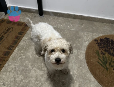 Maya kızıma eş arıyorum