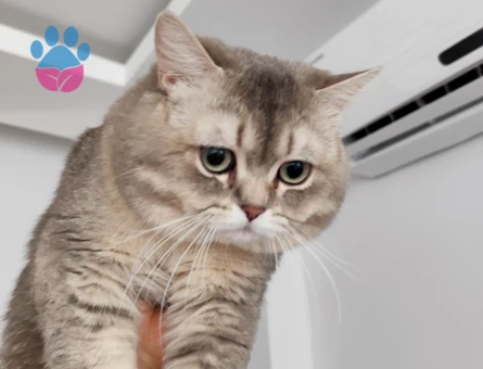 Karamel Beye eş arıyoruz