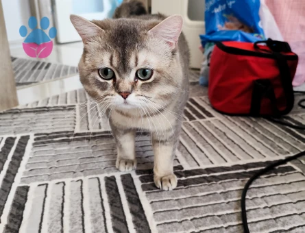 Karamel Beye eş arıyoruz