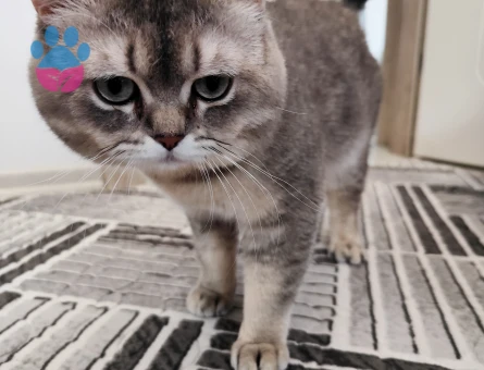 Karamel Beye eş arıyoruz