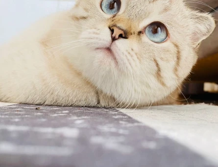 Scottish Fold Kızımıza eş arıyoruz - 118969971