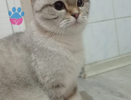 Scottish Fold Kızımıza eş arıyoruz