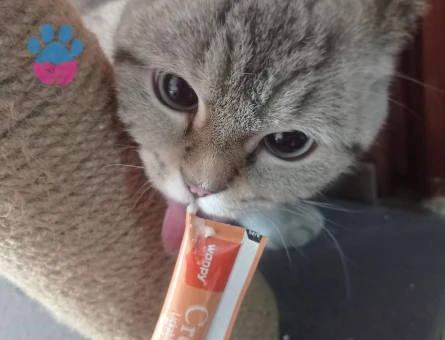 Scottish Fold Kızımıza eş arıyoruz