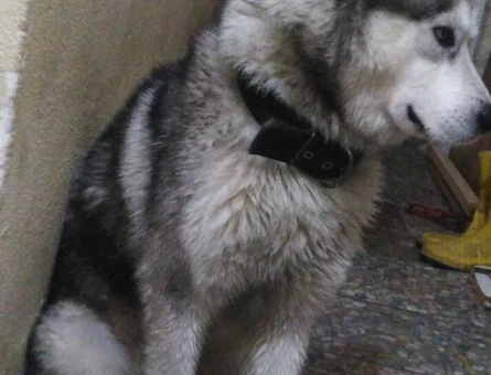 1.5 yaşındaki CESUR oğlumuza dişi Husky arıyoruz - 118969972