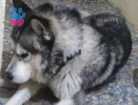 1.5 yaşındaki CESUR oğlumuza dişi Husky arıyoruz