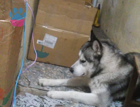 1.5 yaşındaki CESUR oğlumuza dişi Husky arıyoruz