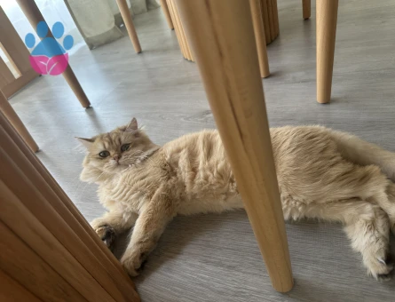 golden british kızıma eş arıyoruz