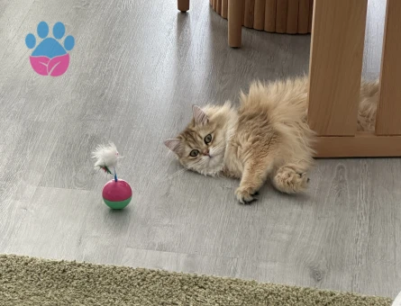 golden british kızıma eş arıyoruz