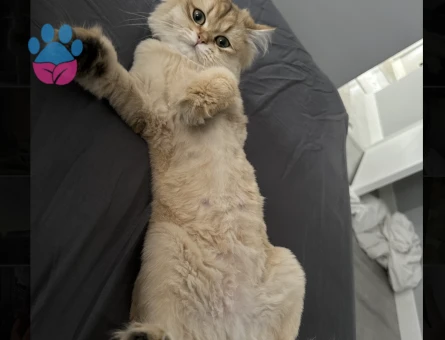 golden british kızıma eş arıyoruz