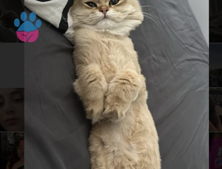 golden british kızıma eş arıyoruz