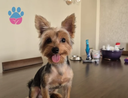 Can'ımız Oğlumuz Koko'ya Eş Arıyoruz