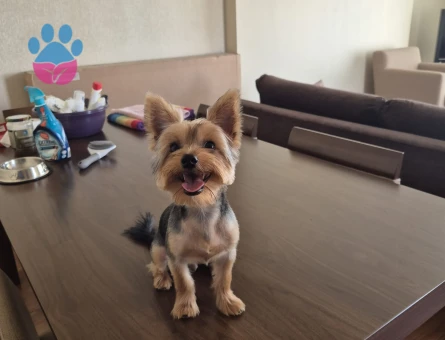 Can'ımız Oğlumuz Koko'ya Eş Arıyoruz