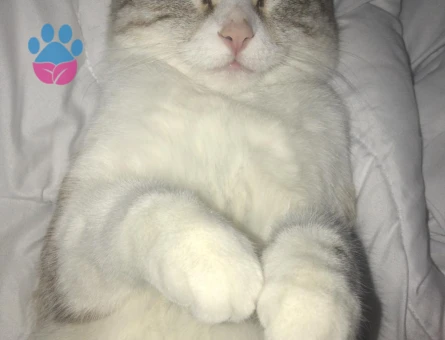 kızgınlık döneminde ki Olumuza eş arıyoruz