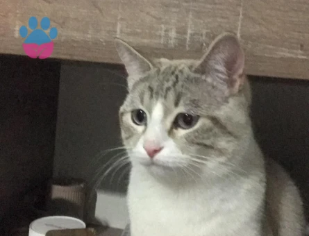 kızgınlık döneminde ki Olumuza eş arıyoruz