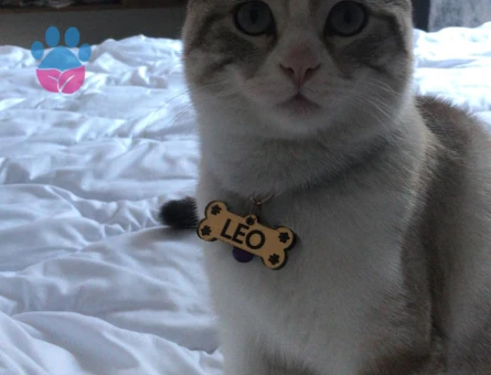 kızgınlık döneminde ki Olumuza eş arıyoruz