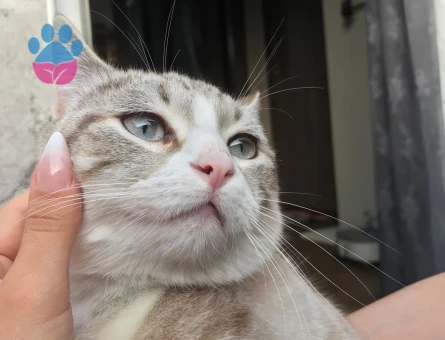 kızgınlık döneminde ki Olumuza eş arıyoruz