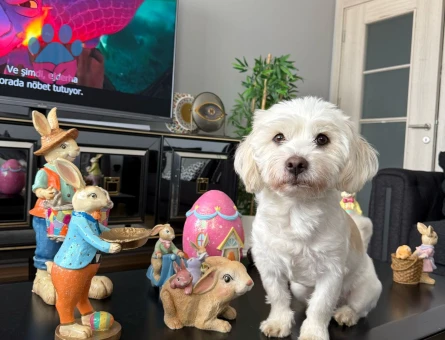 Hem Sempatik Hem Yakışıklı Köpeğimiz İçin Eş Arıyoruz.