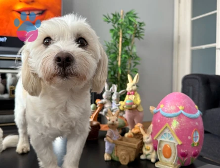 Hem Sempatik Hem Yakışıklı Köpeğimiz İçin Eş Arıyoruz.