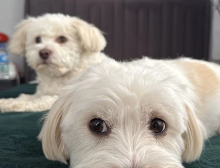 Hem Sempatik Hem Yakışıklı Köpeğimiz İçin Eş Arıyoruz. - 118978135