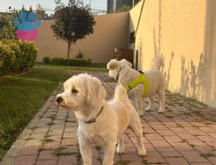 Hem Sempatik Hem Yakışıklı Köpeğimiz İçin Eş Arıyoruz.