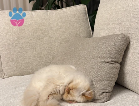 Beyaz İran kedim için çiftleşecek erkek İran kedisi arıyorum