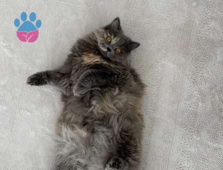 1 Yaşında British Longhair Kedim Eş Arıyor