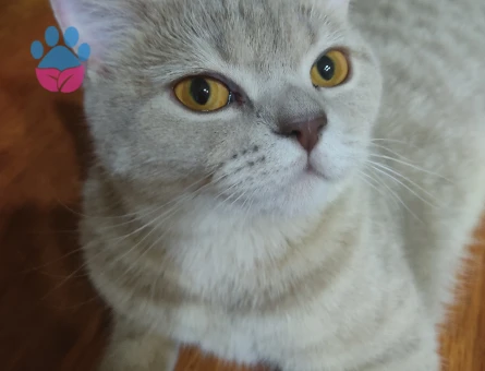 British Shorthair Badem kızıma eş arıyoruz
