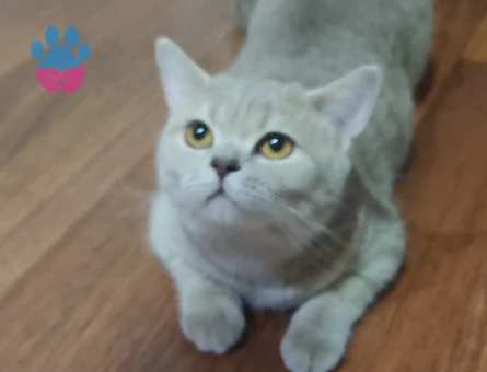 British Shorthair Badem kızıma eş arıyoruz