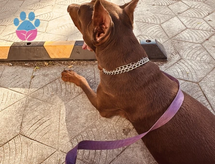 Doberman 2 yaşında - 118984322