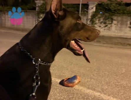 Doberman 2 yaşında