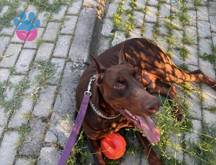 Doberman 2 yaşında