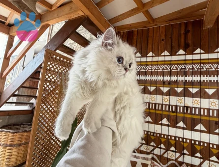 British Longhair 1 Yaşında Eş Arıyor - 118984325
