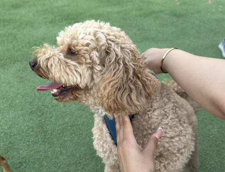 Köpeğimiz Berlin'e eş adayı arıyoruz - 118984326