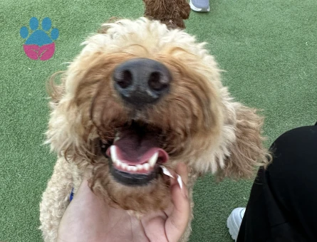 Köpeğimiz Berlin'e eş adayı arıyoruz