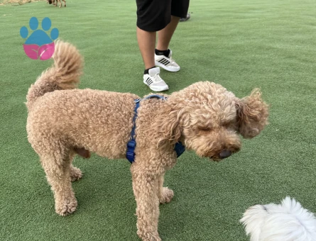 Köpeğimiz Berlin'e eş adayı arıyoruz