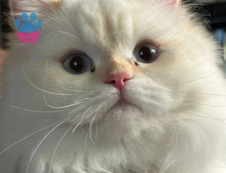 Chinchilla Kedime Eş Arıyorum